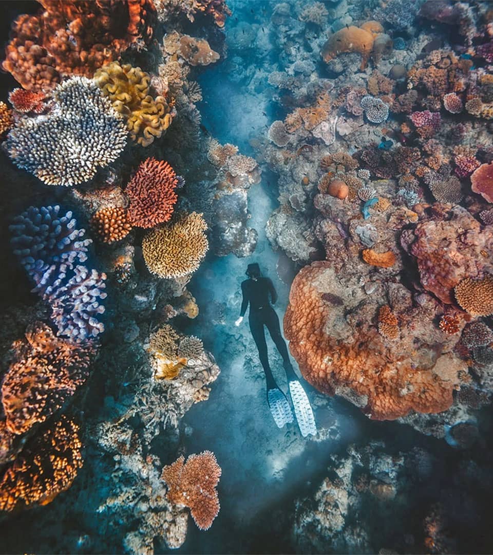<b>Snorkelling and diving</b> on the Great Barrier Reef 